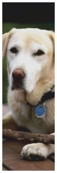 ABC College - Trust & Obey Pawsitive Dog Training - abccollege2